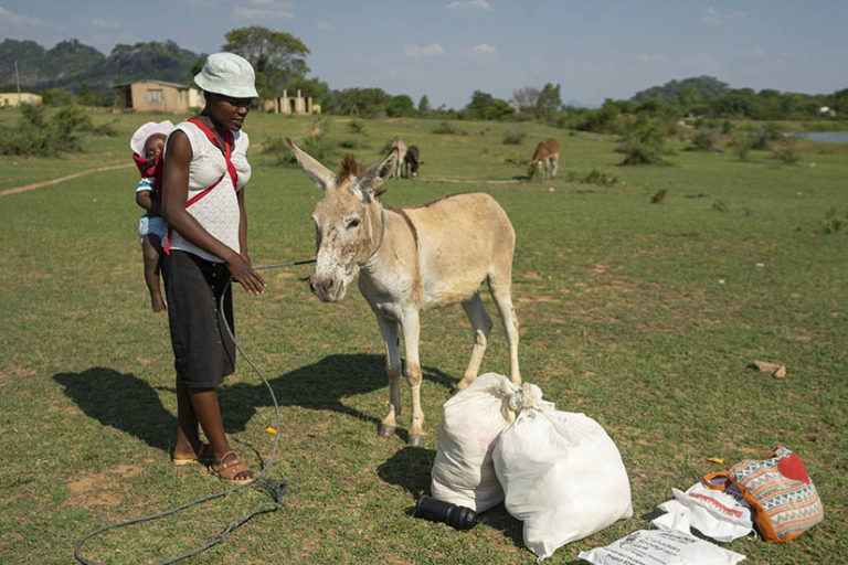 Near Nhema village, Zimbabwe, Patience Mugwara and her donkey Shasha pick up their food supplies from PAOZ in December 2021.