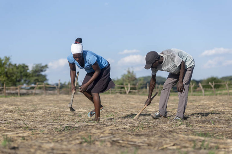 Charles Jeri and wife Memory Mutema weeding their week-old maize crop in Chawira village. The couple are beneficiaries of farming inputs and training from the Zimbabwe Council of Churches.