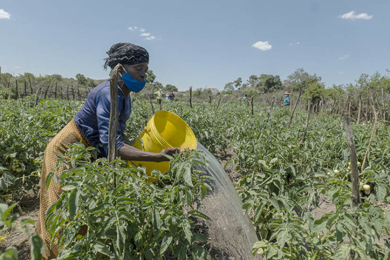 Zorodzai Chihwa waters her tomato plants in Chitando village. Chihwa is a member of a gardening project that received inputs and support services from the Pentecostal Assemblies of Zimbabwe (PAOZ).