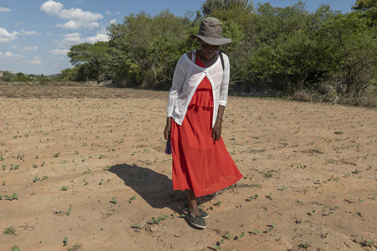 Letrice Moyo of Mawere village walks through the field where she recently planted cowpeas. She received support and training on conservation agriculture from PAOZ.