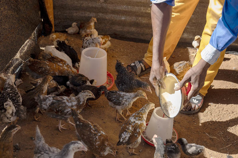 Hatred Chikwenga feeds the chickens he received in July 2021 that helped kickstart his poultry farming business.