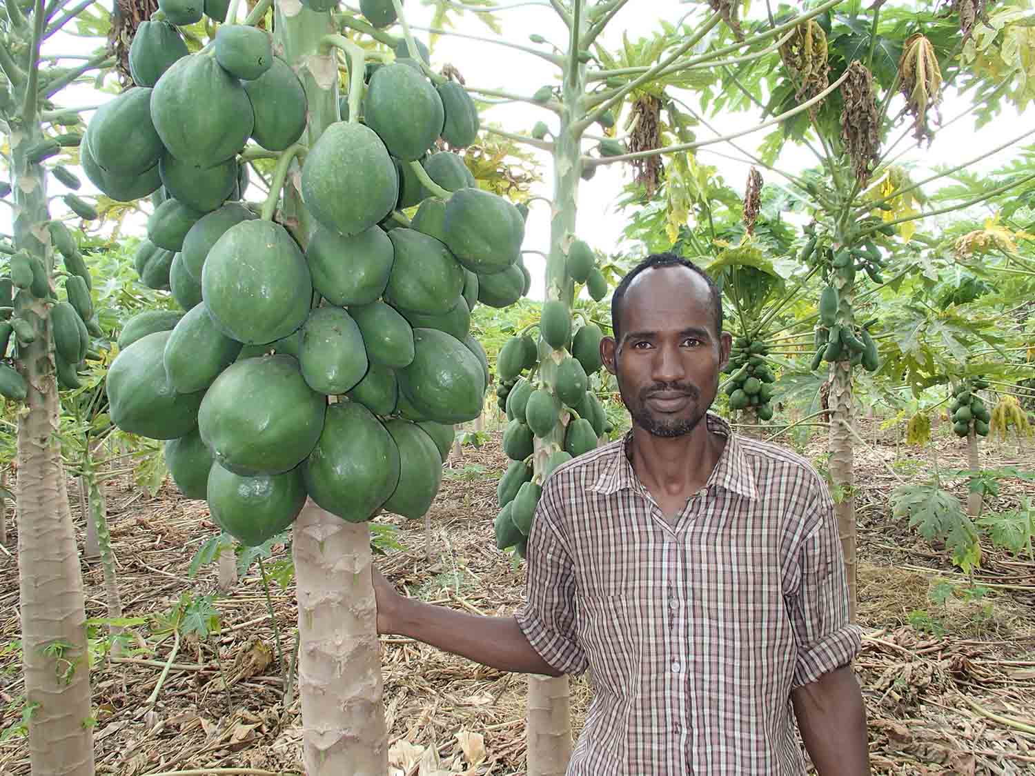 A man next to a papaya tree