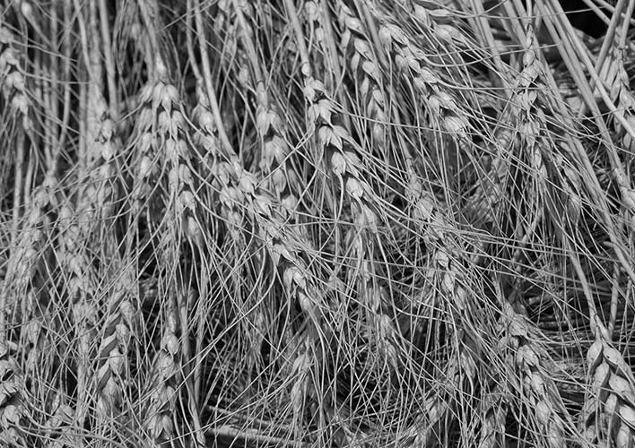 Red Spring Wheat harvested