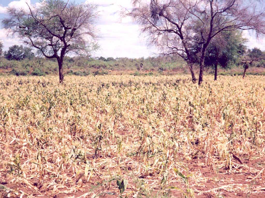 Wilted crop in a field, Ethiopia drought 2003