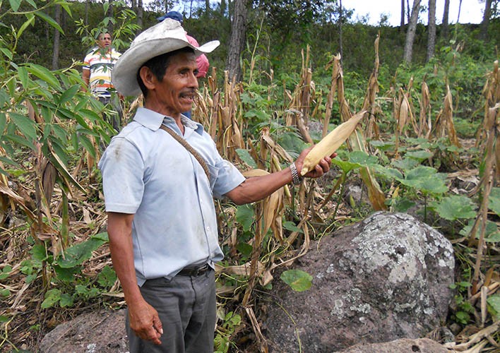 Honduras maize field