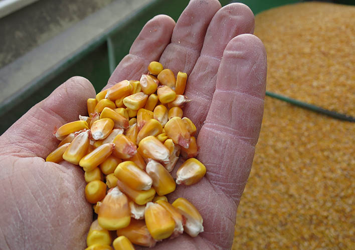 Farmer hand holding grain kernels