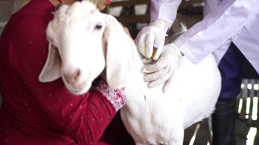 A goat getting a needle