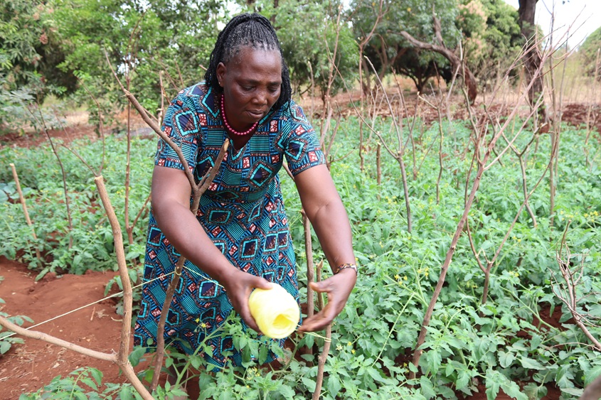 A woman tending to her tomato plants